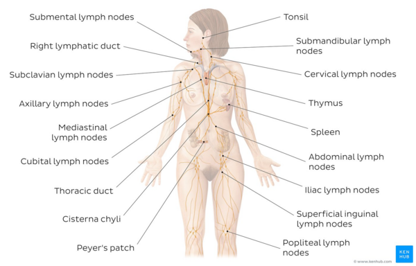 Therapeutic Modalities Add-On During Lymphatic Drainage Services