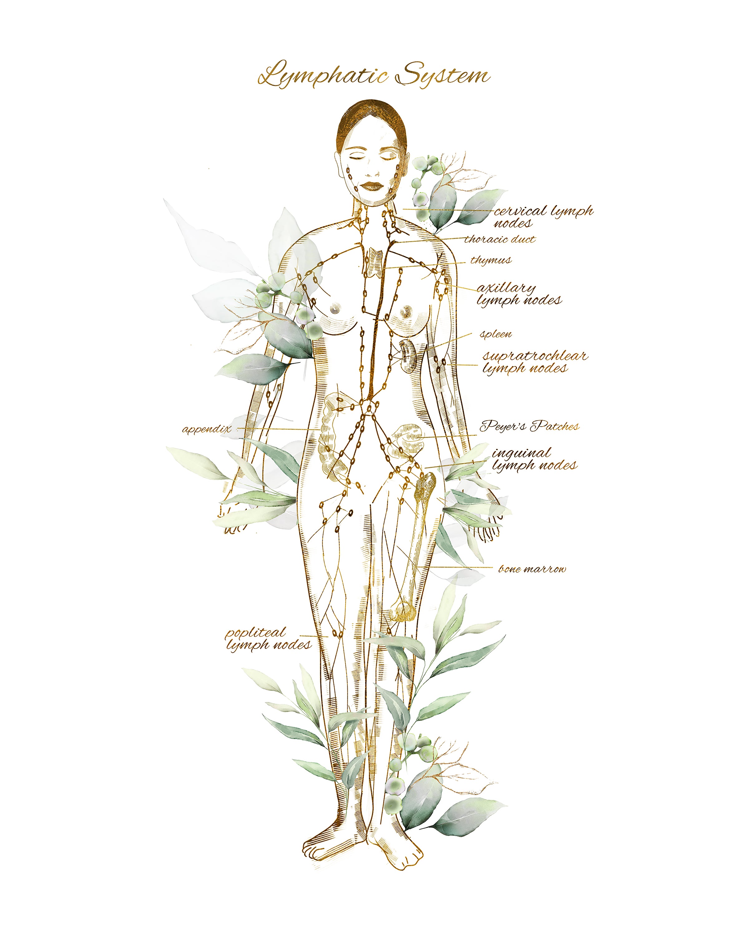 Certified Lymphatic Drainage Session