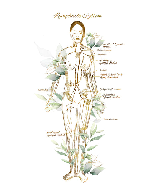 Certified Lymphatic Drainage Session